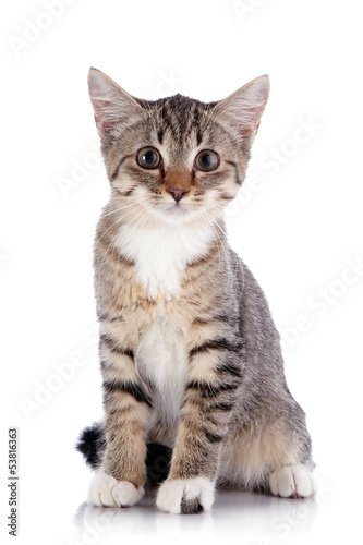 Striped Small kitten sits on a white background.