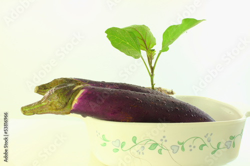 eggplant with water drops in bowl photo