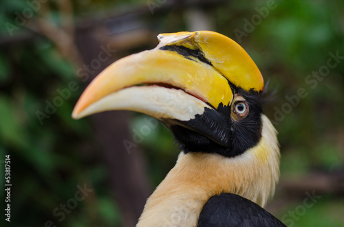 Great hornbill