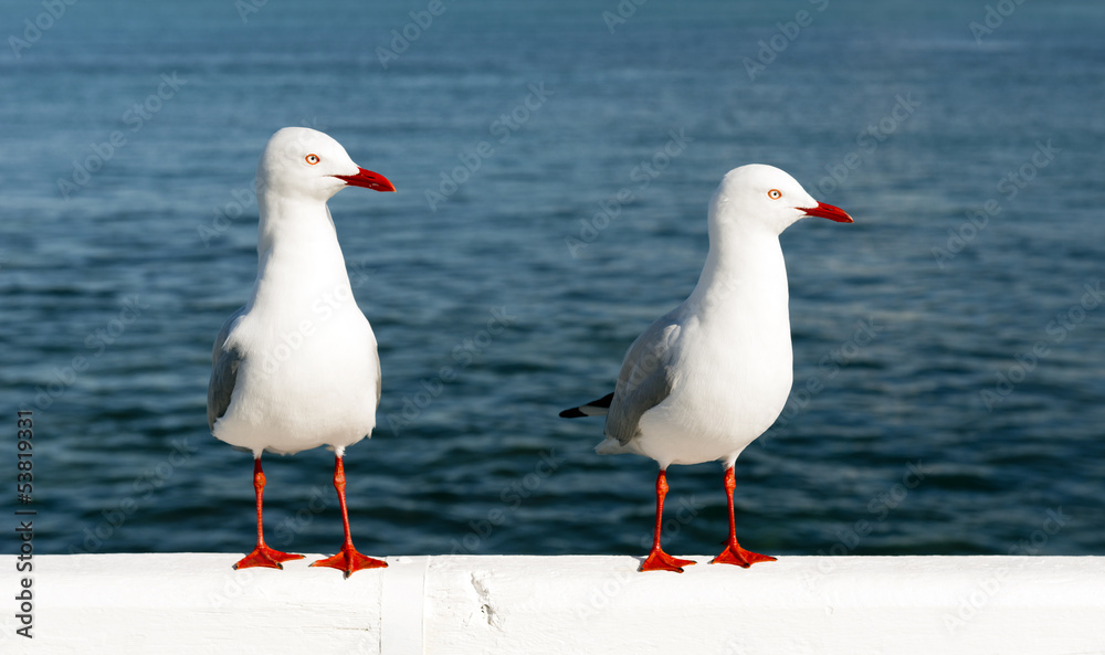 Obraz premium Seagulls