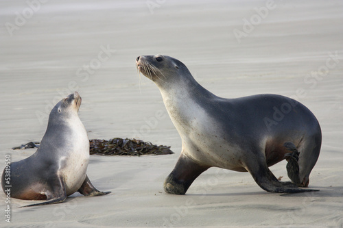 sea lions two