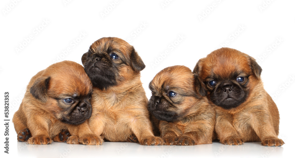 Griffon puppies on a white background