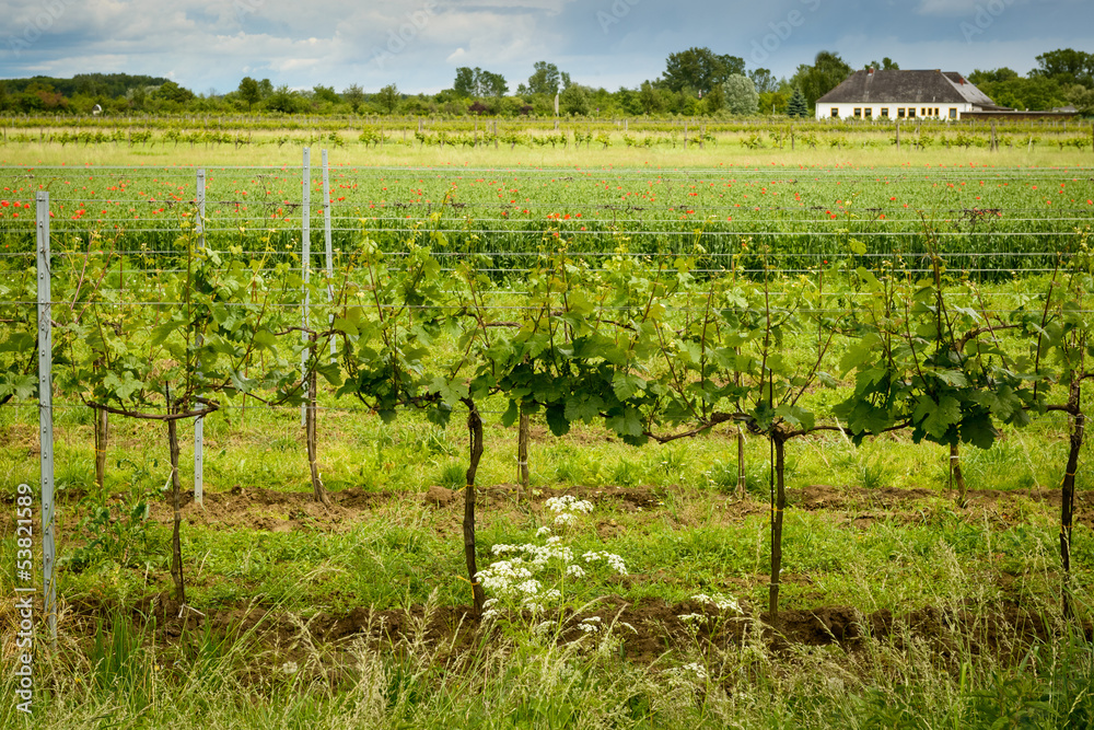 Vineyard in summer,Wachau region,Lower Austria.