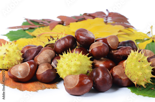 Chestnuts on autumn leaves isolated on white background
