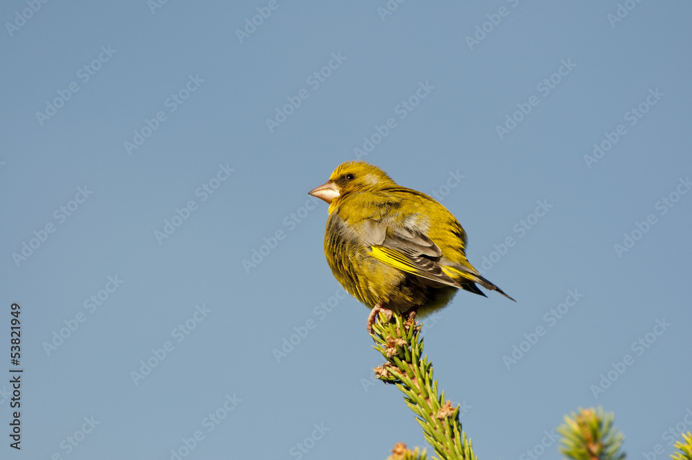 Obraz premium Male of European Greenfinch, Carduelis chloris