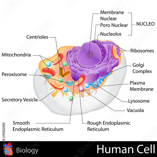 Human Cell