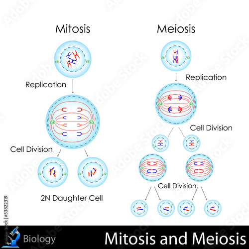 Mitosis and Meiosis photo