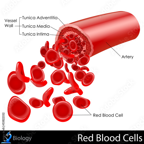 Red Blood Cells