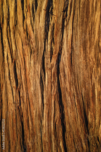 The texture of tree trunk