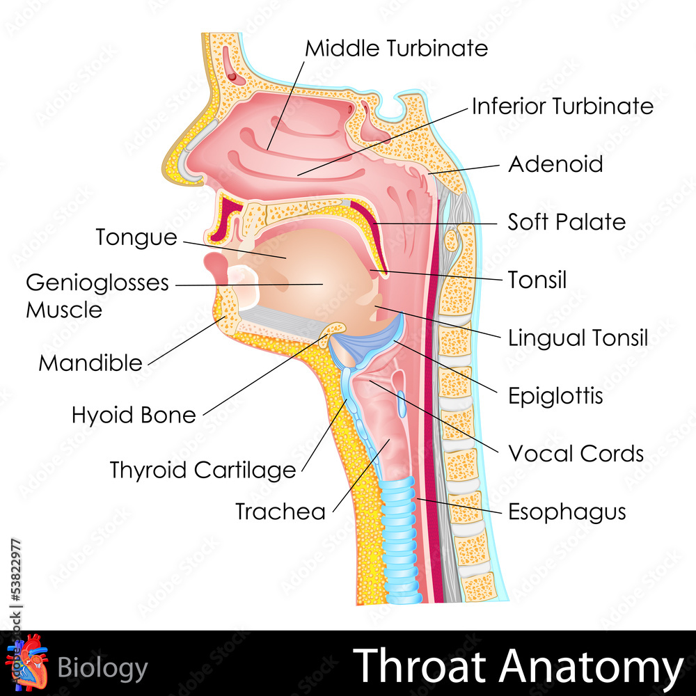 Naklejka premium Throat Anatomy