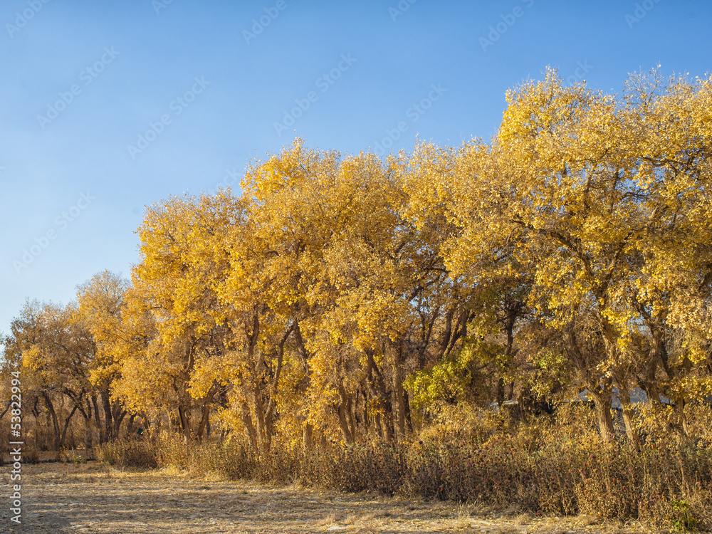 Fototapeta premium Diversifolious Poplars in autumn