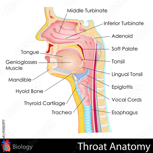 Throat Anatomy