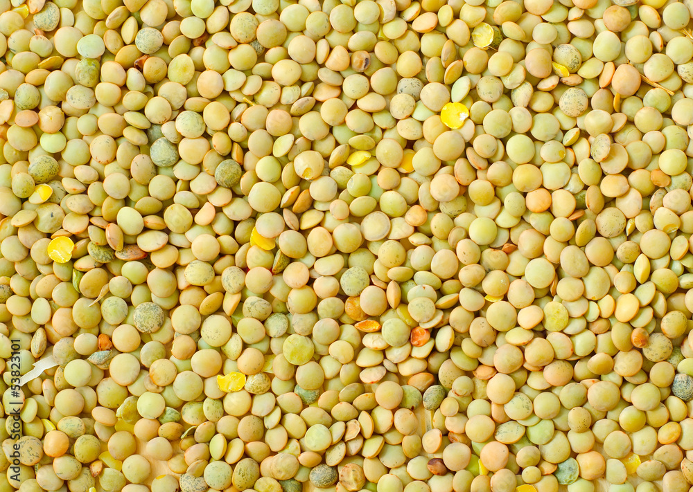 lentil lentil