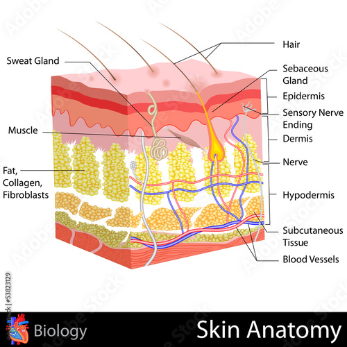 Skin Anatomy photo