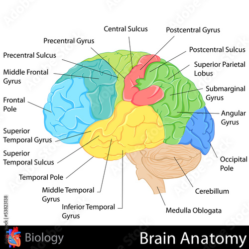 Brain Anatomy photo