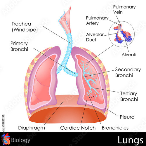 Human Lungs