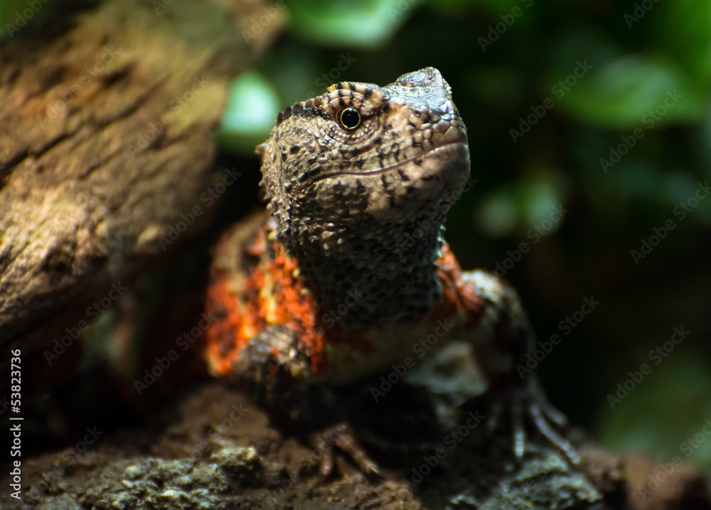 Naklejka premium Chinese crocodile lizard (Shinisaurus crocodilurus)