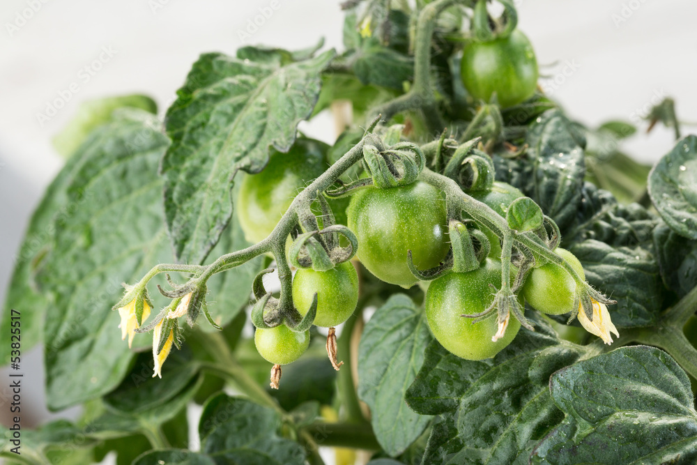 Fototapeta premium Tomatenpflanze - Primabell