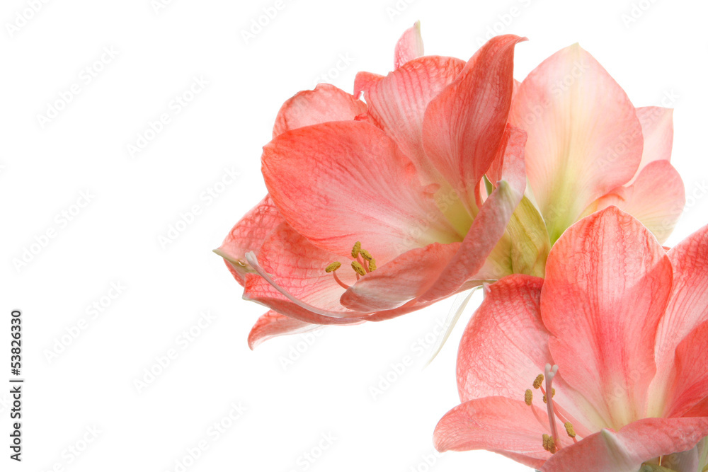 amaryllis on white background.