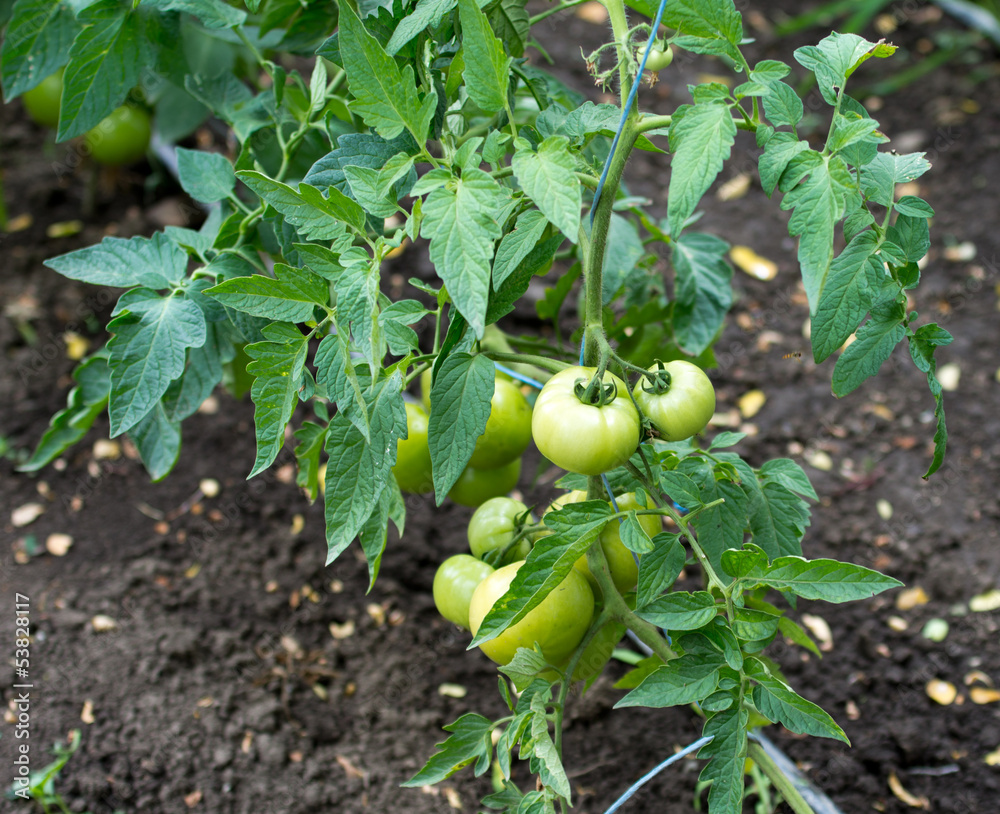 green tomato on stem