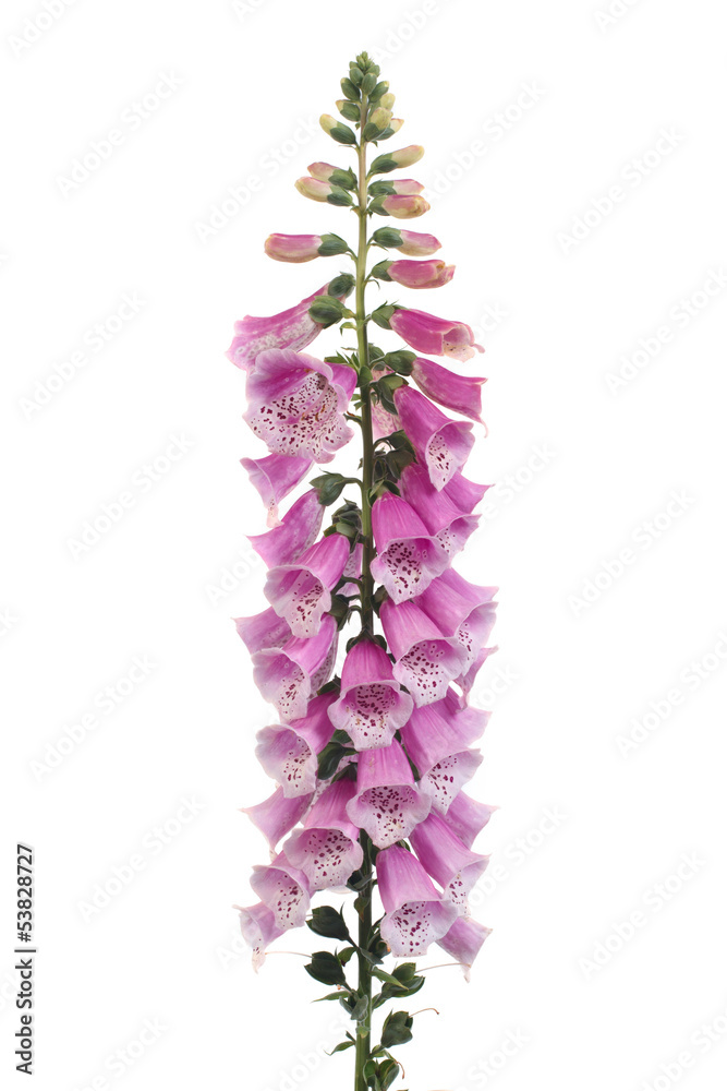 Purple foxglove flowers isolated on white background - obrazy, fototapety, plakaty 