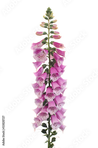 Purple foxglove flowers isolated on white background
