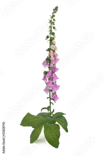 Purple foxglove with flowers isolated on white background photo