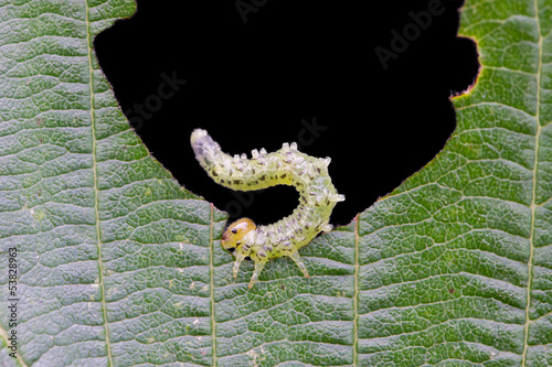 Small caterpillar eating a green leaf
