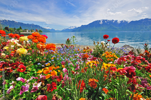 Flowers in swiss Alps #53829137