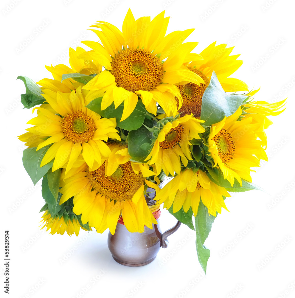 Obraz premium Bouquet of sunflowers are on a white background
