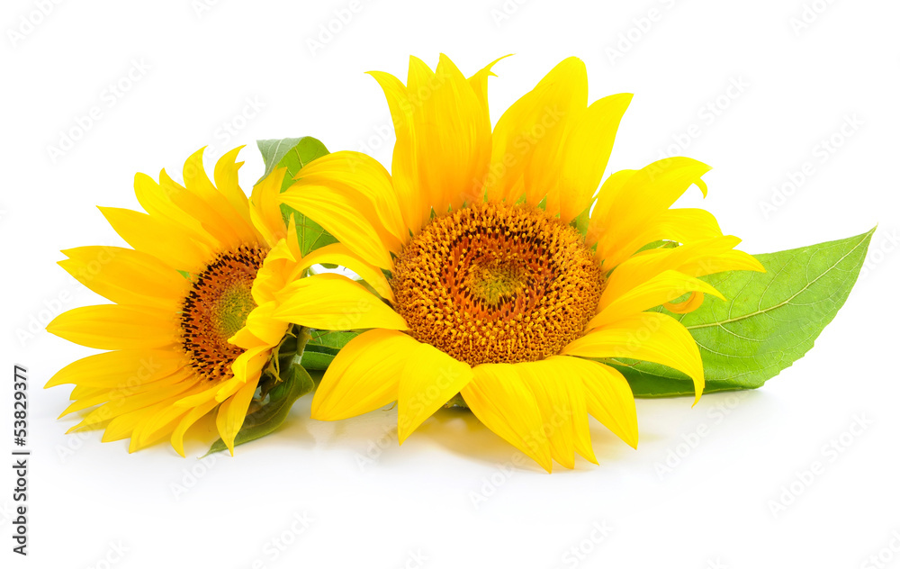 Naklejka premium Sunflowers are on a white background
