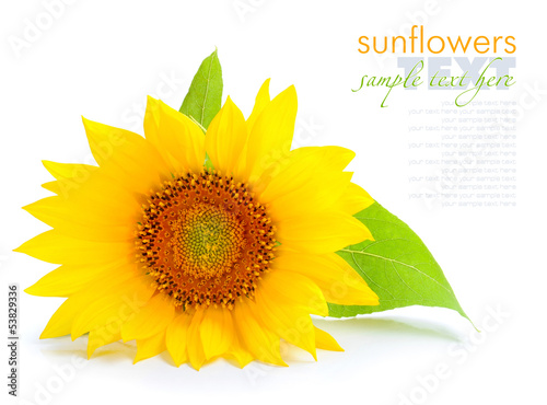 Sunflower are on a white background