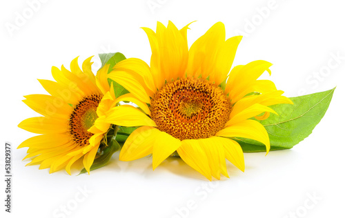 Sunflowers are on a white background