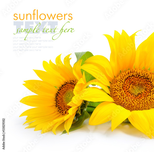 Sunflowers are on a white background