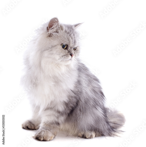 persian cat