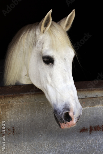 White horse in the stable