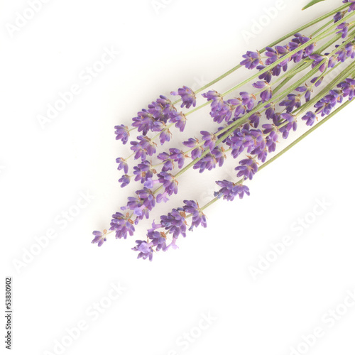 lavender flowers isolated on white background