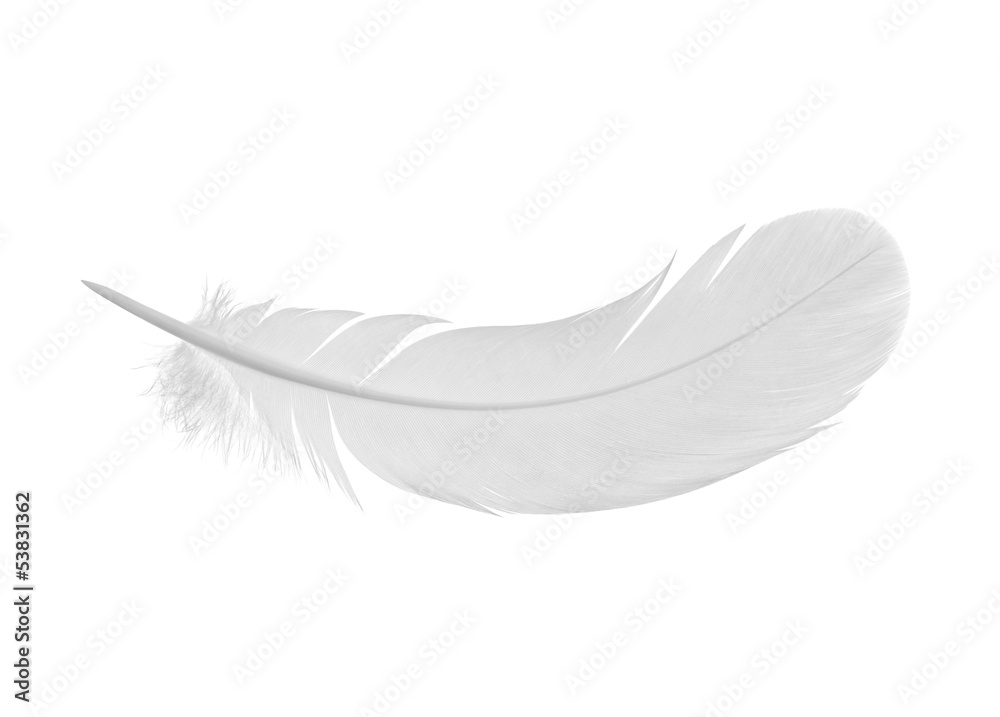 feather on a white background - obrazy, fototapety, plakaty 