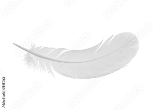 Fényképezés feather on a white background