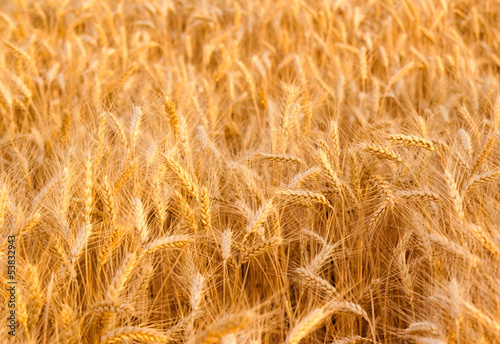 Wheat field photo