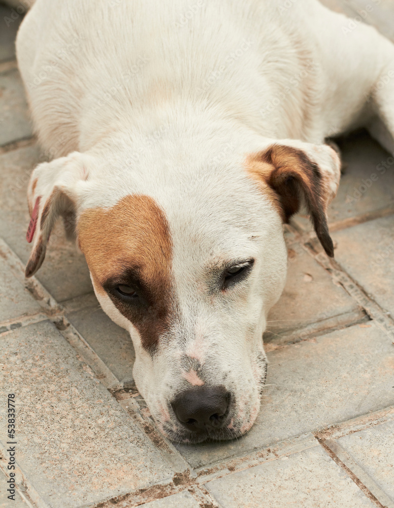 Obraz premium Stray dog