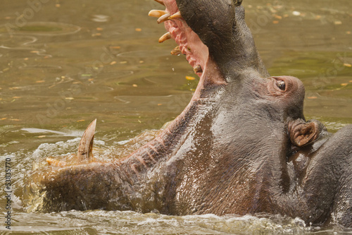 Angry hippo