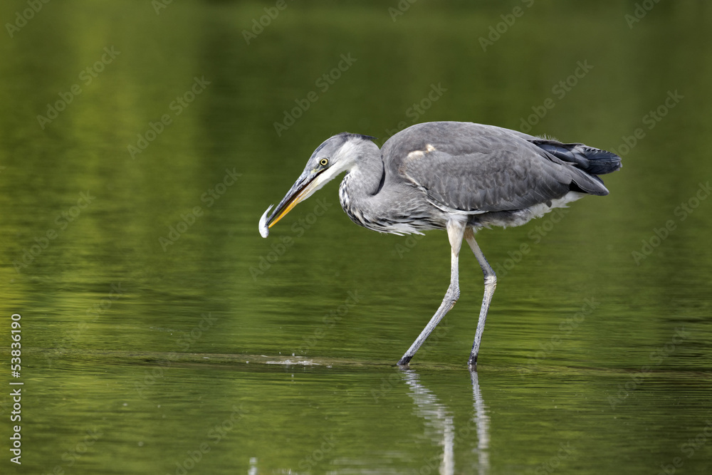 Grey heron, Ardea cinerea Grey heron, Ardea cinerea
