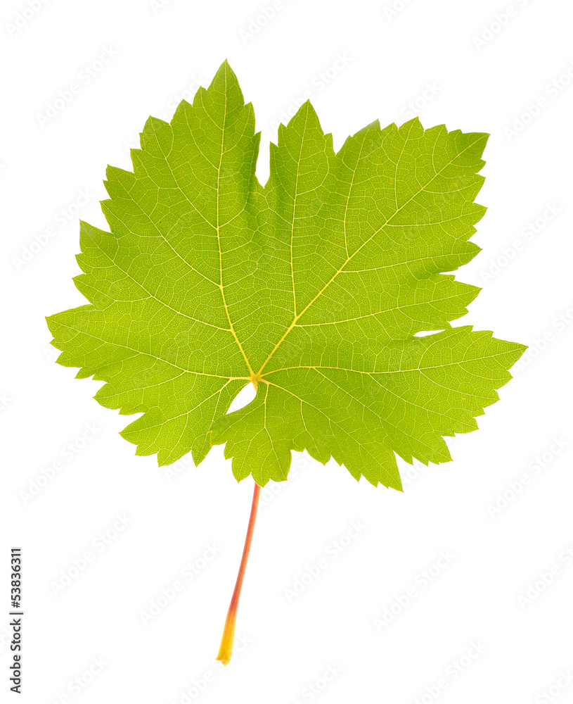 Fototapeta premium Beautiful green leaf isolated on white