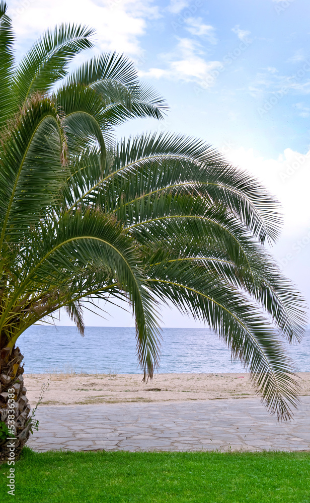 Palm tree by the sea shore beach Palm tree by the sea shore beach