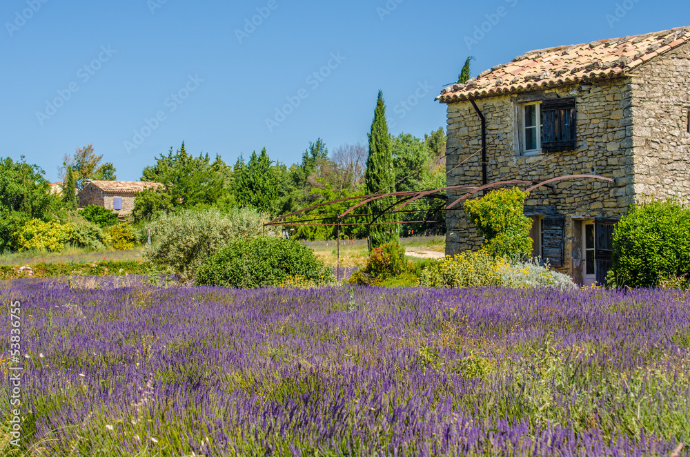 Obraz lavender field in Provence, France