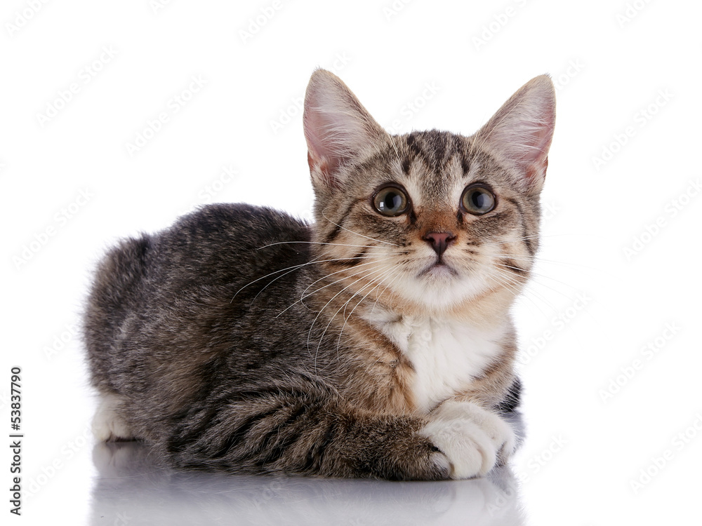 Striped Small kitten lies on a white background. Striped Small kitten lies on a white background.