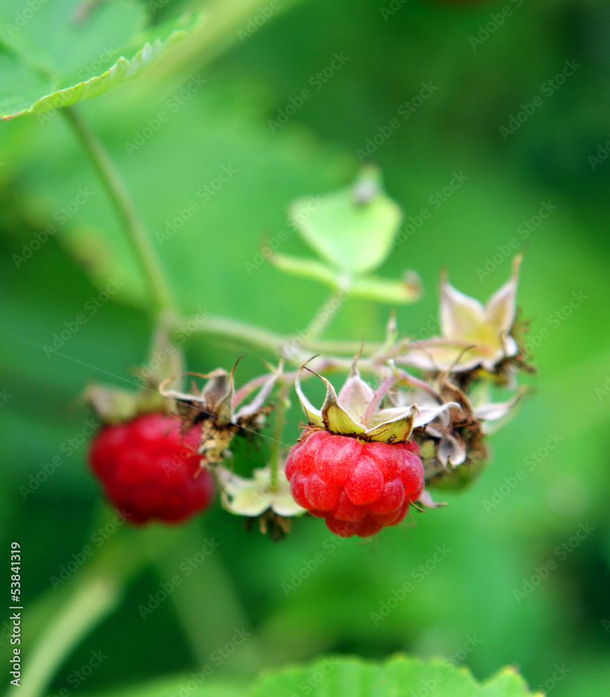 raspberry in the garden raspberry in the garden