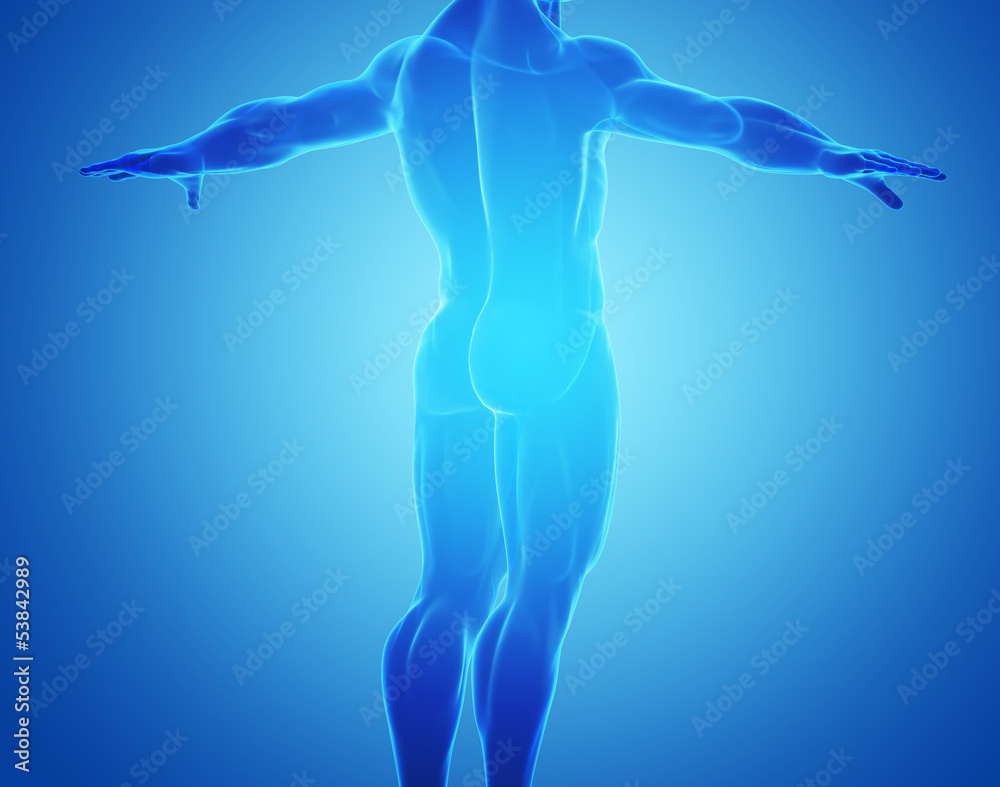 Obraz premium Male Muscles