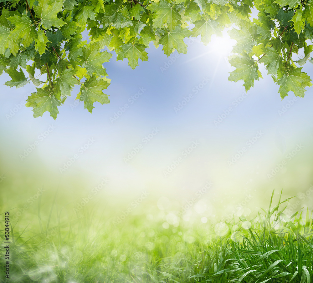 maple leaves on the background bokeh